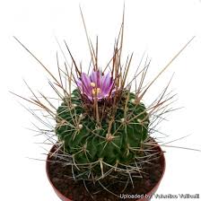 Image result for Stenostelma capense