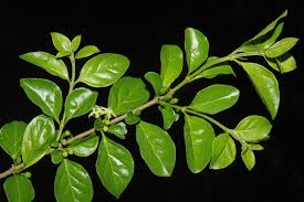 Image result for Canthium