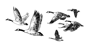 Goose, as a waterfowl, likes water very much, it takes 1/3 of the day to be on the water. The Story Of The Wild Geese How To Fly In Formation In By Paul Bennett Medium