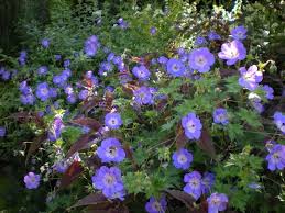In fact, all parts of the plant have medicinal properties. Hardy Geranium Jolly Bee Blooms Most Of Spring Summer Fall In Ohio Wouldn T Want A Garden Without It Hardy Geranium Geraniums Flower Garden