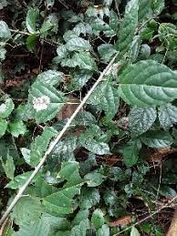 Image result for Clerodendrum ternatum