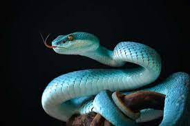 Blue Snake Dream Interpretation What Does It Mean To Dream About Blue Snake Snake Photos Snake Wallpaper Dream Interpretation