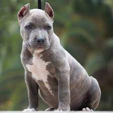 American Bully Puppy For Sale In Riverside Ca Adn 31996 On Puppyfinder Com Gender Male Age 9 Weeks Old American Bully Puppies American Bully For Sale