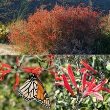 Image result for Bussea xylocarpa