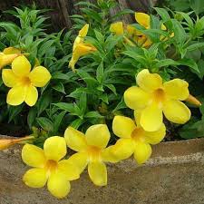 Image result for Allamanda