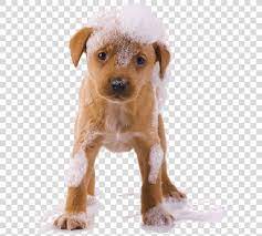 Cider Dog Grooming Pet Sitting Puppy Dogs Png Free Download Dog Grooming Pets Puppies