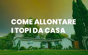 Fai attenzione a eventuali bambini o animali domestici presenti in casa: Come Allontanare Ed Eliminare I Topi Da Casa Scappatopo