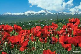 Mount Aragats Armenia The Mount Aragats Extends Over 3000 Sq Km A Value Exceeding Great Ararat Twice As Much I Armenia Pretty Flowers Interior Design Gifts