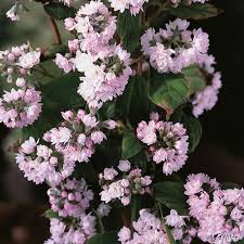 Image result for Deutzia hybrida Pink Pompon