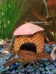 Unboxing 5 of the biggest bettas ever. Top 10 Fish With Biggest Personalities My Aquarium Club