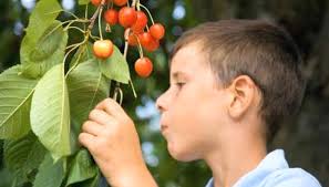 Cherry Tree Polination Self Pollinating Cherry Trees Seeds