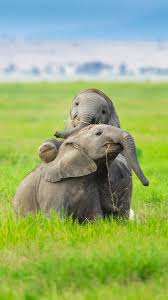 Af delivers millions of transactions per month to hundreds of advertisers from sme's to major brands. Gs On Twitter Wallpaper 5 An Elephant Family From Amboseli Kenya 2012 L Mobile Phone A Pair Of Playful Baby Elephants R Desktop A Mother And Calf Wallpaperwednesday Https T Co Yguse9kvhf