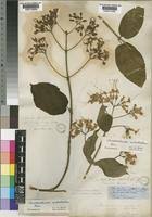 Image result for Clerodendrum fuscum
