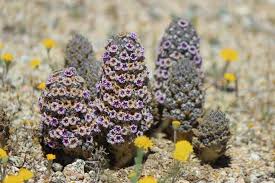 Christmas deserts christmas tree cookies christmas mood christmas vacation christmas goodies christmas candy homemade christmas christmas traditions all things christmas. Scaly Stemmed Sand Plant Desert Christmas Tree Purple Sand Food Pholisma Arenarium California Plants Desert Flowers California Native Plants