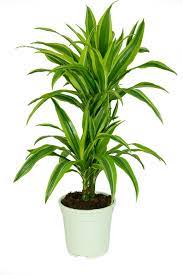 Die gattung der drachenbäume zählt zu den zahlenmäßig kleineren. Dracaena Deremensis Lemon Lime Im 17cm Topf Drachenbaum Hohe Ca 60cm Meingartencenter24 De Garten Online Shop Weber Grill