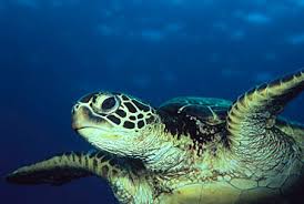 Green Sea Turtle Facts For Kids Endangered Animals