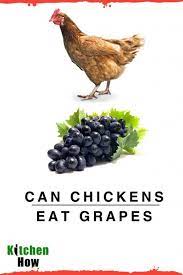 Here are some easy ways to give your chicken. Can Chickens Eat Grapes Should Chickens Eat Grapes Kitchenhow Com