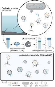 Extracellular vesicles are the main ...