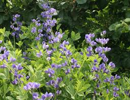 Feb 19, 2021 · many spring flowers pop up even when it's still snowy out, like glory of the snow which are pretty white, pink, and blue flowers, to remind you of the sunny days ahead. 16 Spring Flowering Perennials For Wildlife Welcome Wildlife