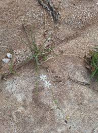 Image result for Chlorophytum calyptrocarpum