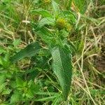 Image result for Aspilia pluriseta