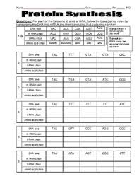 protein synthesis worksheet