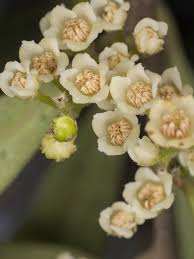 Image result for Euclea natalensis