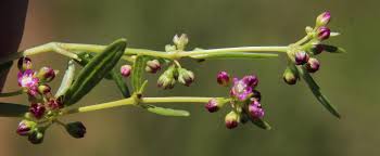 Image result for Gisekia africana