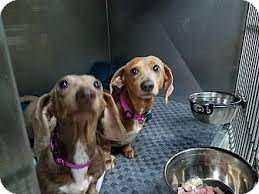 Looking for there forever homes they will come with full akc registration and have been wormed every 2 weeks and are up to date on there vaccinated shots as well. Pin On Adopt One Of These Gorgeous Creatures