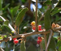 Image result for Scolopia