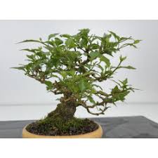 Image result for Premna hans-joachimii