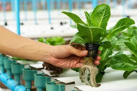 What to do if you want to grow vegetables at home but have very little space? 33 Amazing Hydroponic Systems For Indoor Gardening