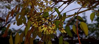 Image result for Dalbergia boehmii