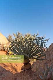 Image result for Gethyllis