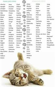 Pet Pets Dog Cat Dogs Cats Petname Petnames Dogname Catname Namefordog Nameforcat Bestpetsname Girl Cat Names Kitten Names Kitten Names Boy