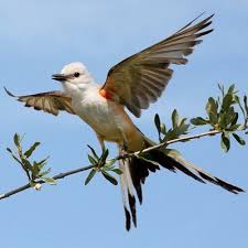 Birds Native To Oklahoma Pictures Of State Birds Complete 50 Photo Gallery State Birds Bird Photo Birds