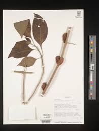 Image result for Achyrospermum