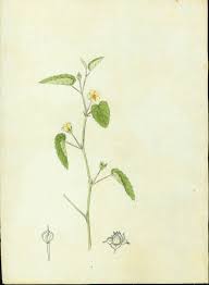 Image result for Sida ovata
