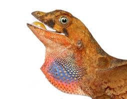 Image result for Anolis scypheus