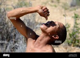 Image result for Raphionacme lanceolata