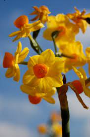 Daffodils My Whole Life Is A Lie I Have Been Calling These Flowers Buttercups Forever Daffodil Flower Daffodils Flowers Photography
