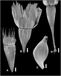 Image result for Hirpicium antunesii