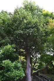 Image result for Nageia nagi