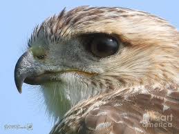 When asking for a bird id, it's generally best to include the location and date the picture was taken. Juvenile Red Tailed Hawk Photograph By J Mccombie