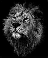 Black And White Angry Lion Face Wallpaper Image Result For Lion Head Black And Grey Lion Head Tattoos Lions Photos Lion