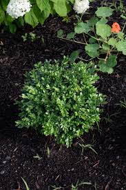 Propagating Boxwood from Cuttings | The Maker Makes