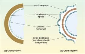 Gram positive bacteria have a layer of peptidoglycan in their cell wall that is notable for its ability to retain a grain stain (a complex formed between crystal violent and iodine). Week 2 How Do Antibiotics Work 4 1 Gram Positive And Gram Negative Bacteria Openlearn Open University Uar 1