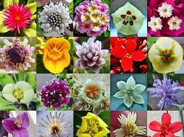 What Type Of Flower Are You Types Of Flowers Different Types Of Flowers Most Popular Flowers