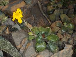 Image result for Caputia