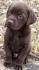 Chocolate Yellow Black Lab Puppies For Sale - Labrador ...